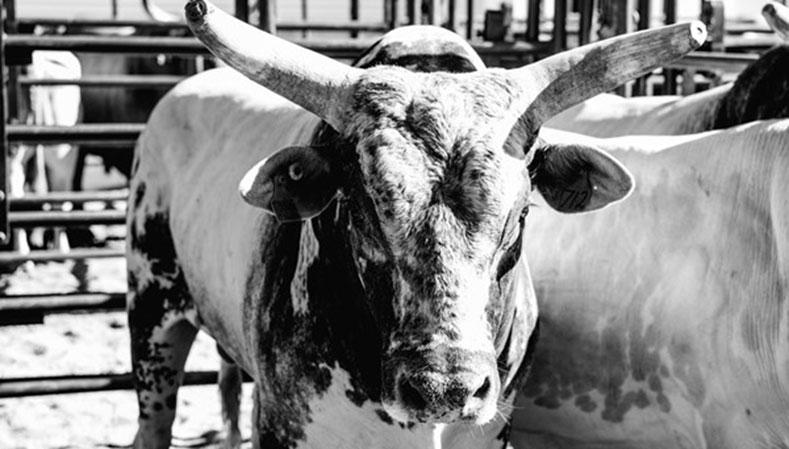 YETI PBR Australia Bull, Rookie Bull and Stock Contractor of the Year  contenders announced ahead of the 2021 Monster Energy Tour Grand Finals, PBR