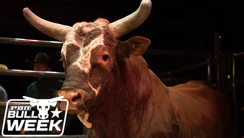 From the Vault: PBR’s World Champion Bulls