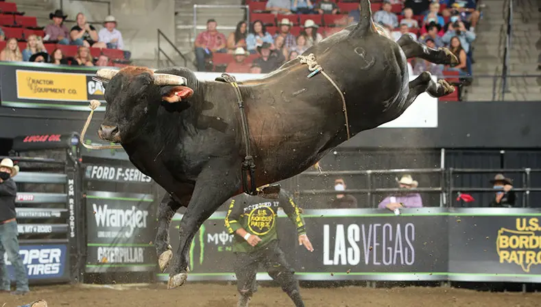 Is a YETI World Championship next for Chiseled at the World Finals after winning PBR regular-season bull title and PRCA Bull of the Year honors?