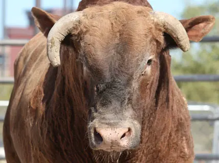 In the bull pen: Ontario