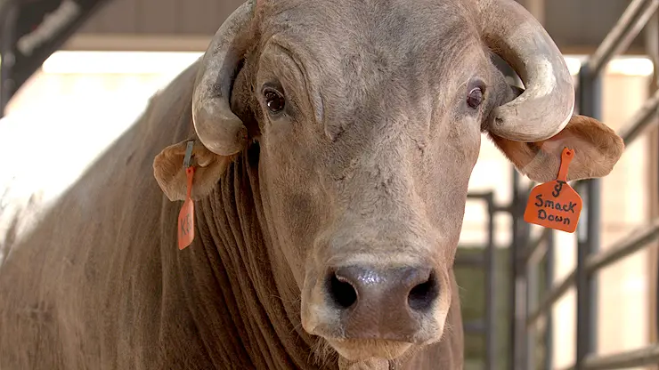 In the bull pen: Chicago