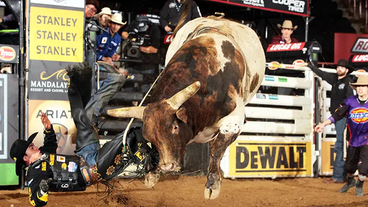 Decatur to showcase BFTS caliber bulls