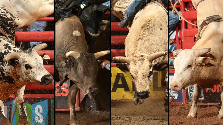 2015 PBR World Champion Bull contenders announced