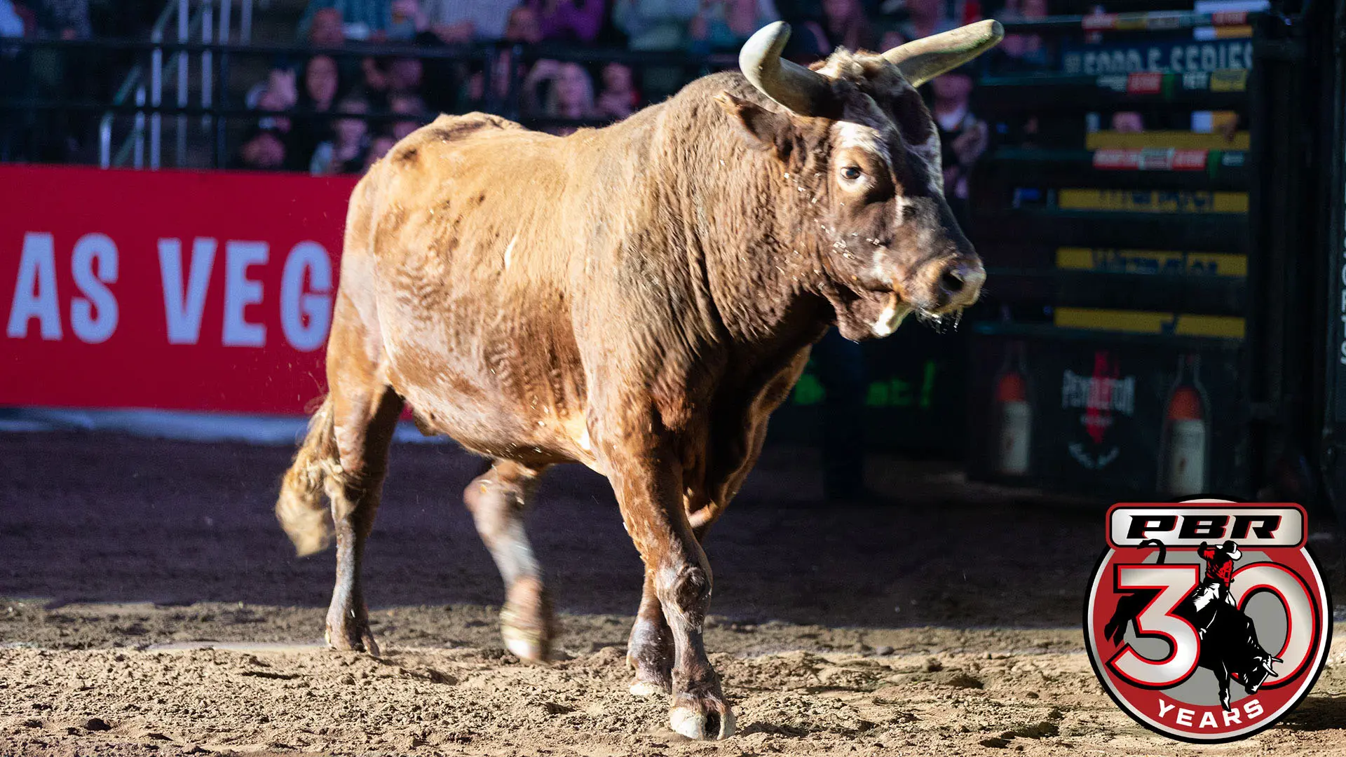 From the Vault: Bushwacker becomes the greatest bull in PBR history