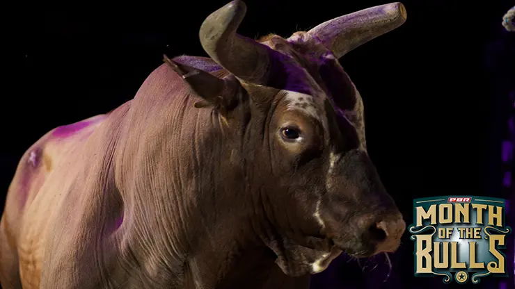 The memorable bulls of the PBR