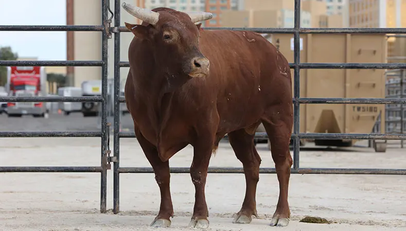 Woopaa looking and feeling good as he begins pursuit of YETI World Champion Bull title at World Finals