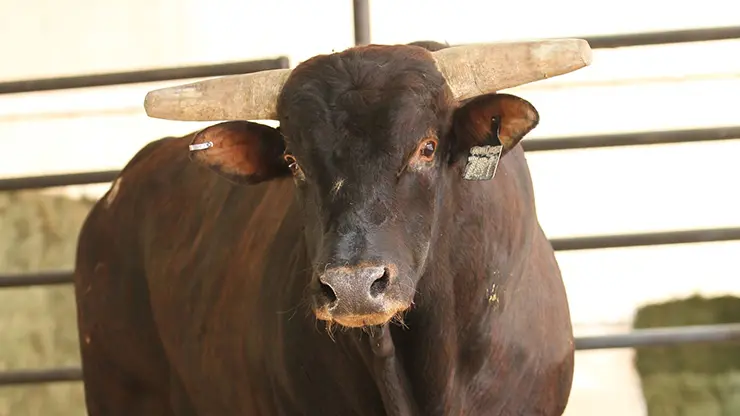 Developing: Circle T announces sale of bulls; keeping Asteroid and After Party