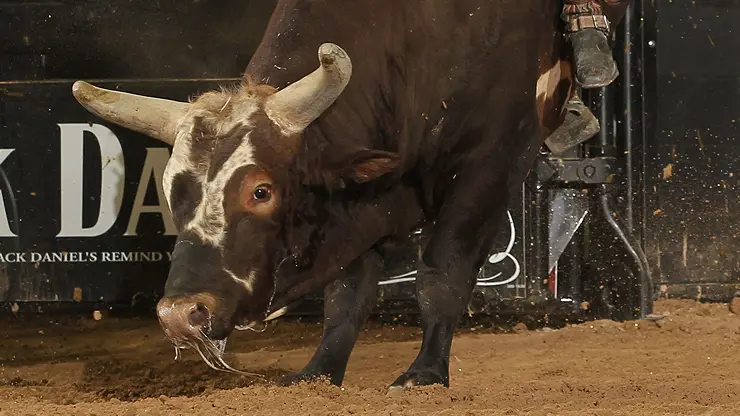 Bushwacker leaves no doubt, takes World Champion Bull title