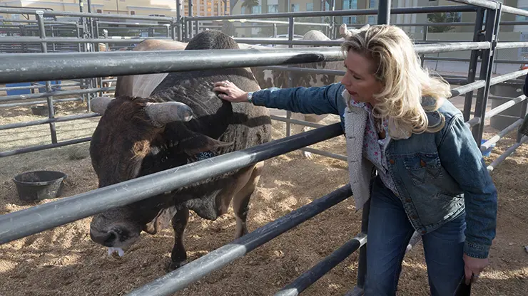 Love and care for special animal athletes shown at bull housing tour