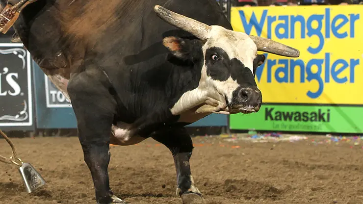 Professional Bull Riders star bull Rango passes away