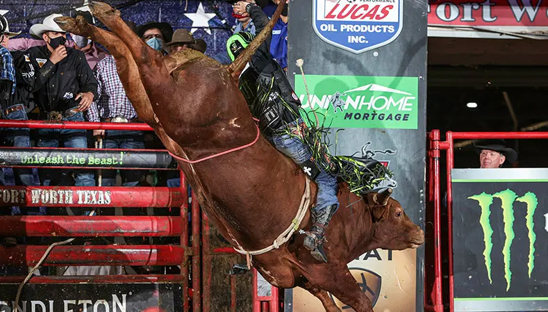 Behind the lens with Andy Watson: Bovine domination in Fort Worth, Texas