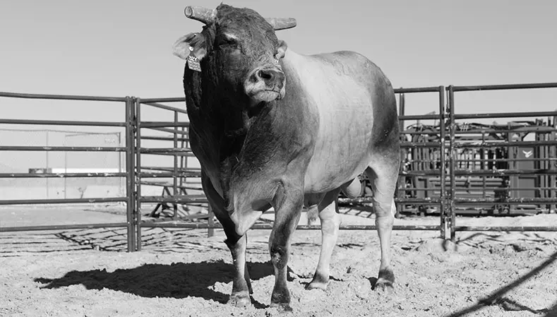 Three-time World Champion Bull SweetPro’s Bruiser passes away 