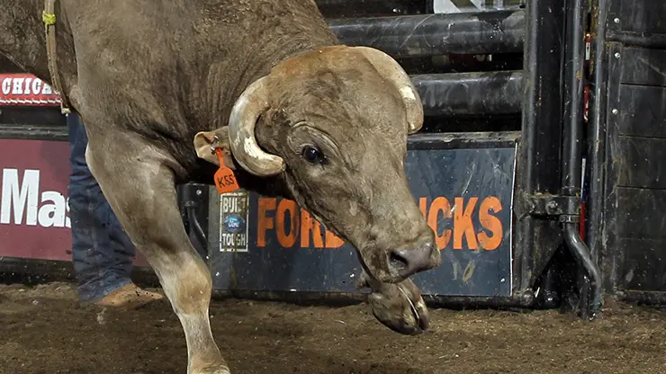 In the bull pen: Chicago