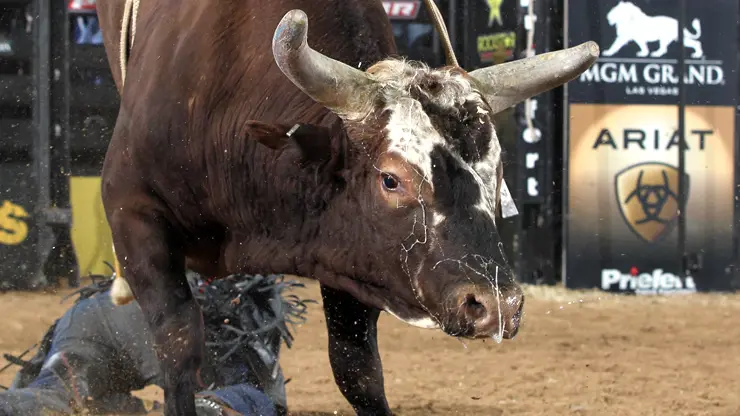 In The Bull Pen: Oklahoma City