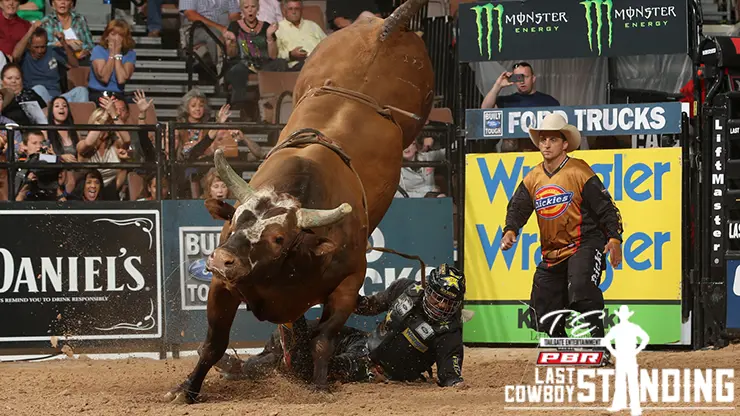 Top 5 Bull Scores in Last Cowboy Standing History 