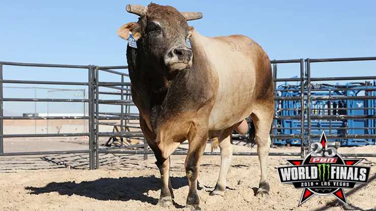 SweetPro’s Bruiser returns for shot at third world title