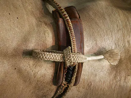Alabama, Colorado, North Dakota, Texas host PBR