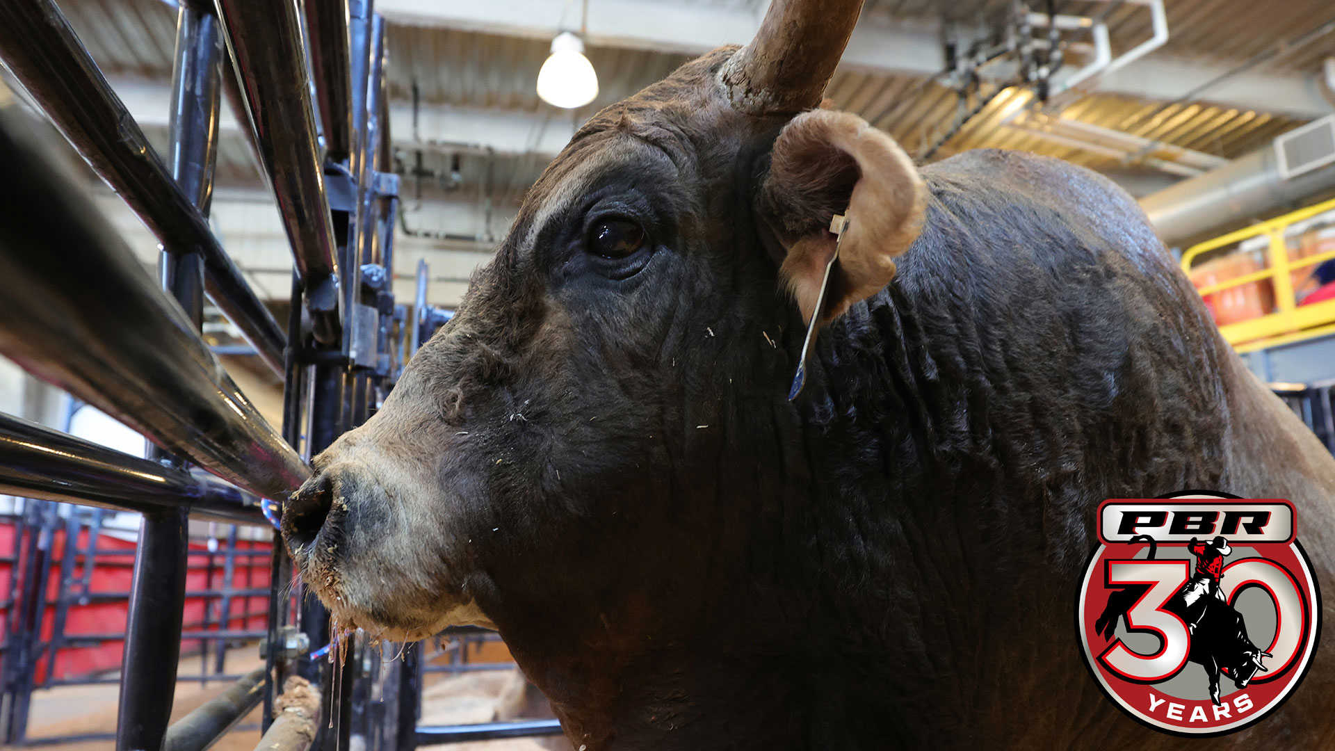 PBR | HD Page remembers SweetPro’s Bruiser on the eve of receiving ...