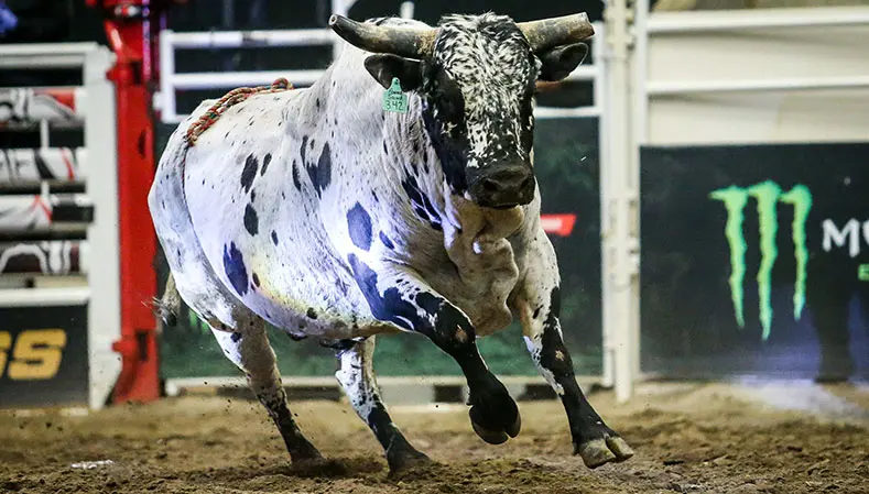 Wild Hoggs bovines "pound" the competition