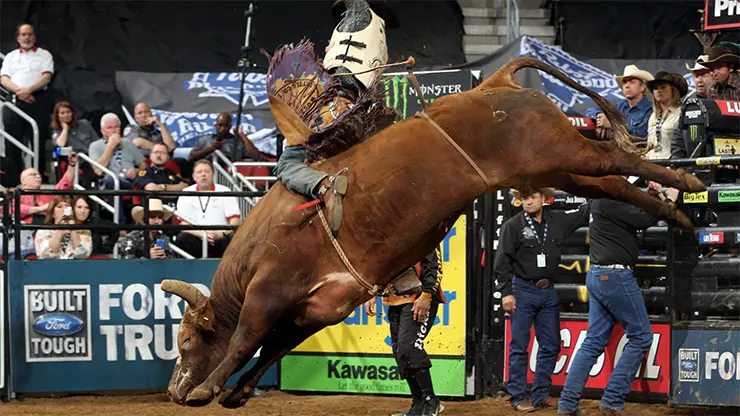 Bushwacker makes it 41 straight