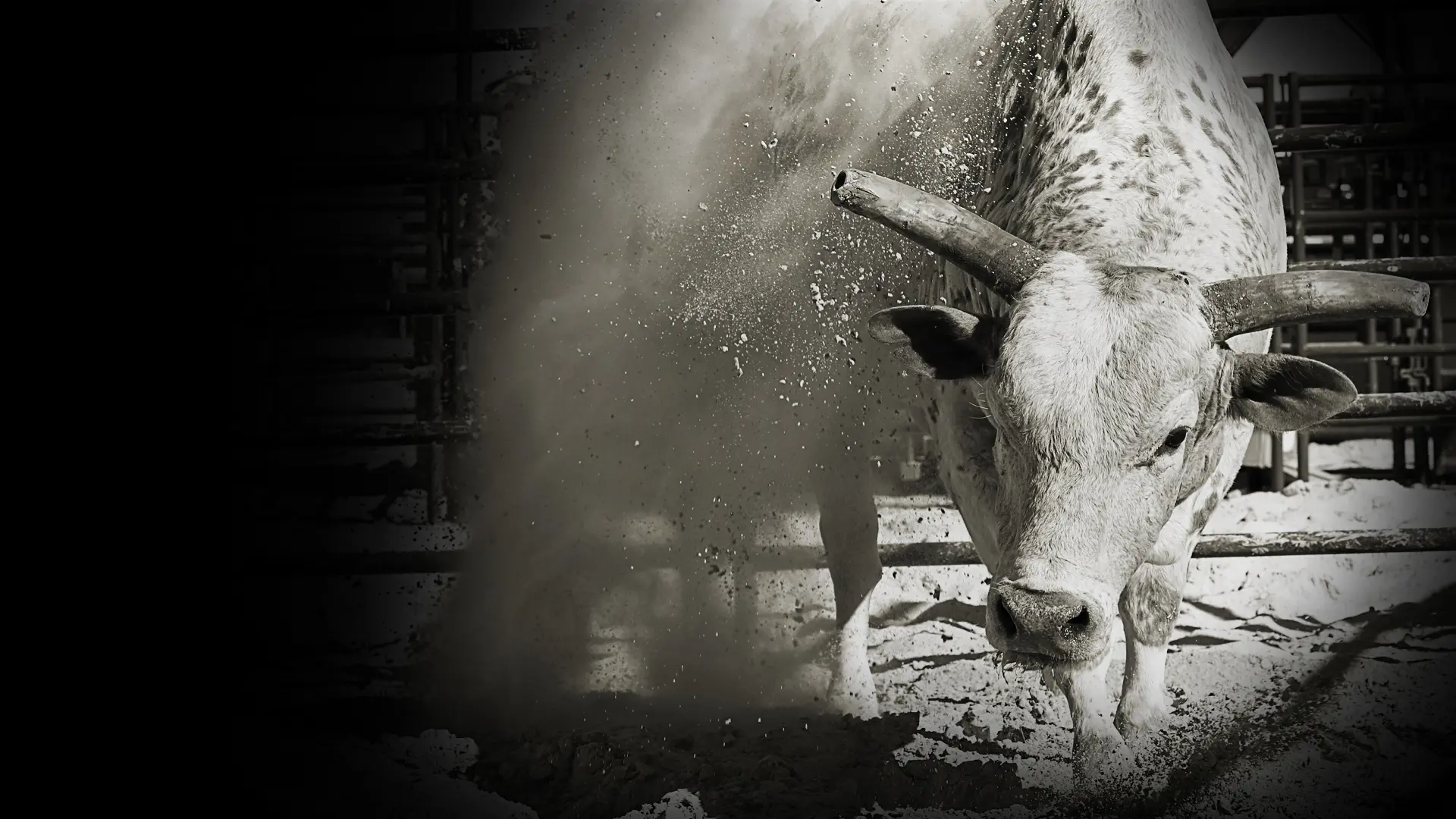 The Morning Line - Velocity Finals Round 2