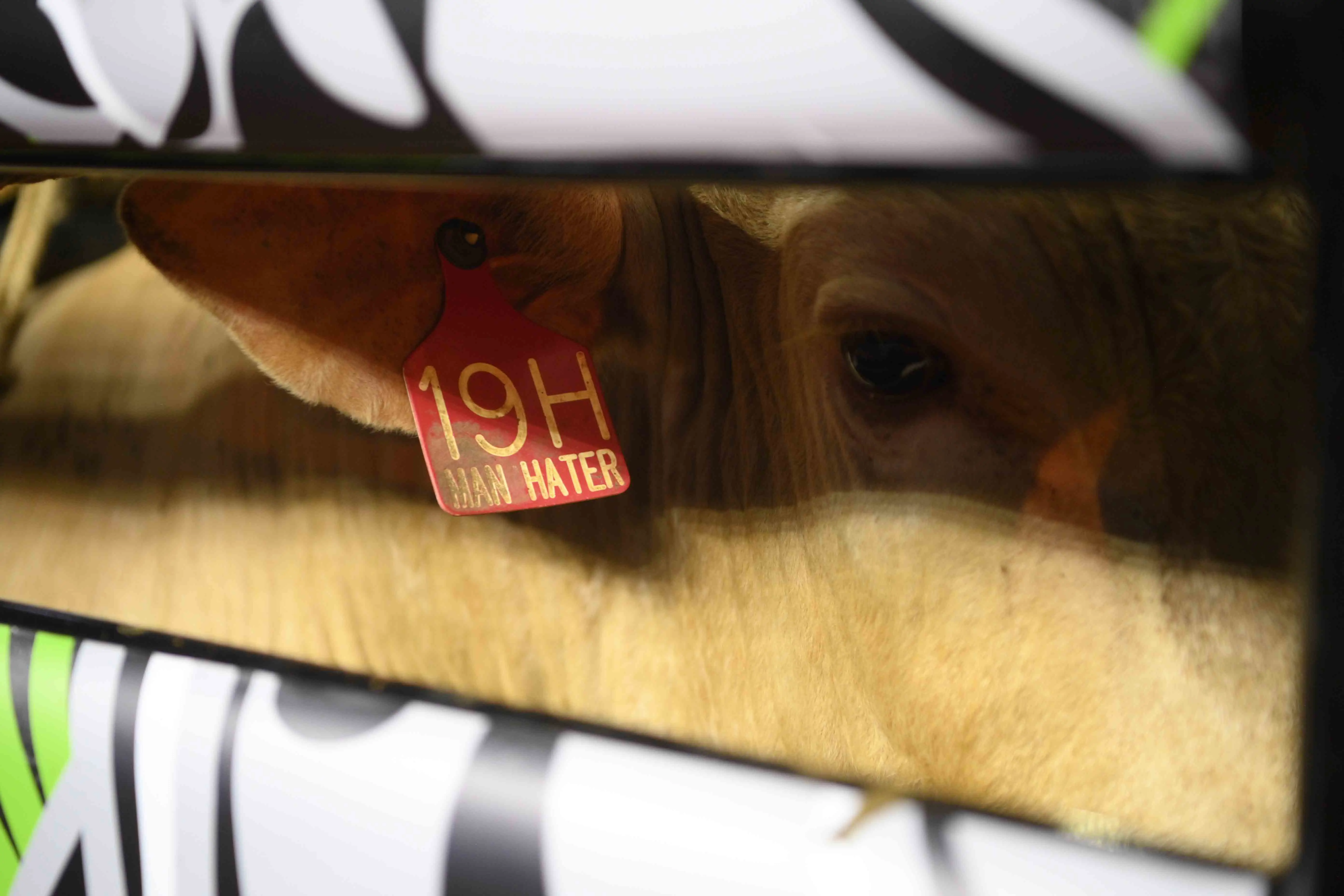#InCaseYouMissedIt: Big Sky, Fort Collins, and more PBR action