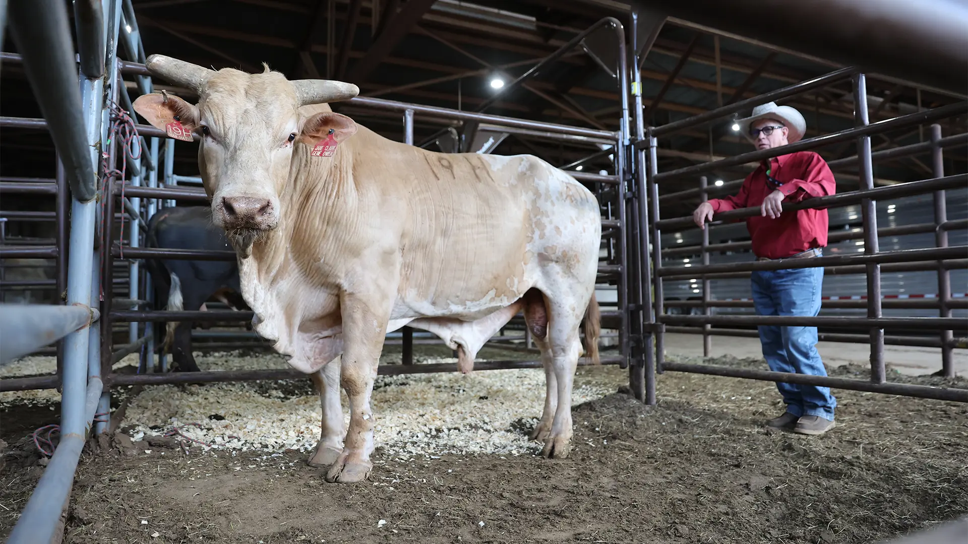 Ever-dominant Man Hater finishes standout season as 2024 YETI World Champion Bull