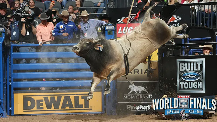 Cool as a cucumber, Bruiser is one loveable World Champion Bull