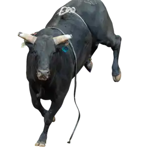 Buck Nasty