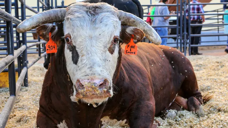 Berger honored to bring bulls to NFR