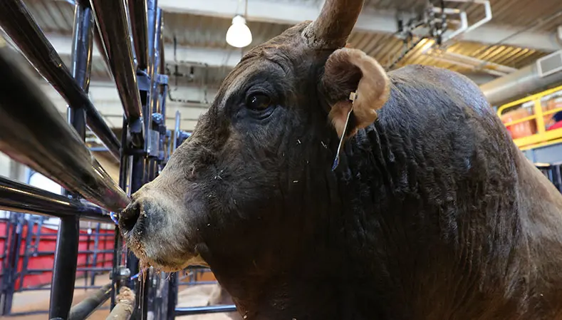 What 2 Watch 4: SweetPro’s Bruiser tries to make late push at fourth world title at final event before World Finals in Arlington