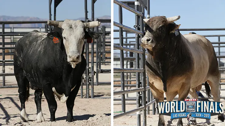 SweetPro’s Bruiser and Pearl Harbor are neck and neck in the race for bull supremacy