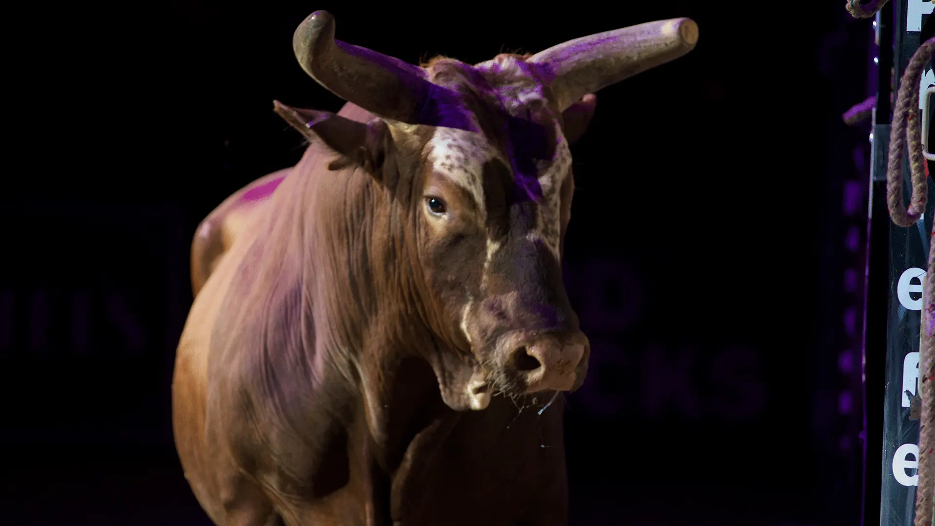 Remembering Bushwacker (2006-2024)