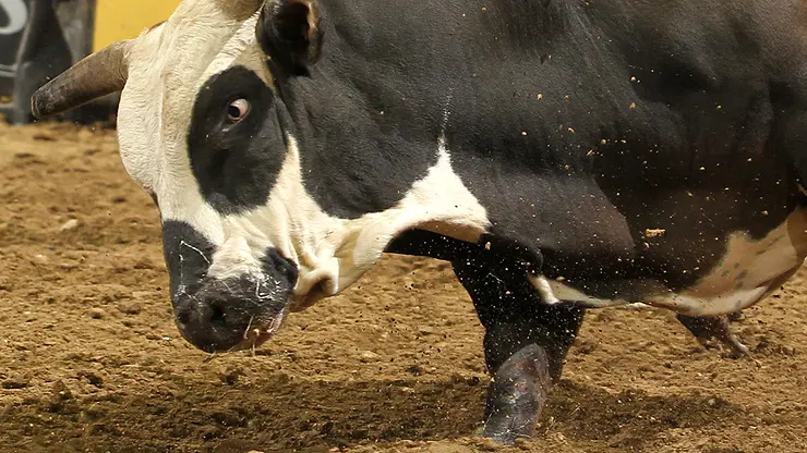 In the bull pen: Anaheim