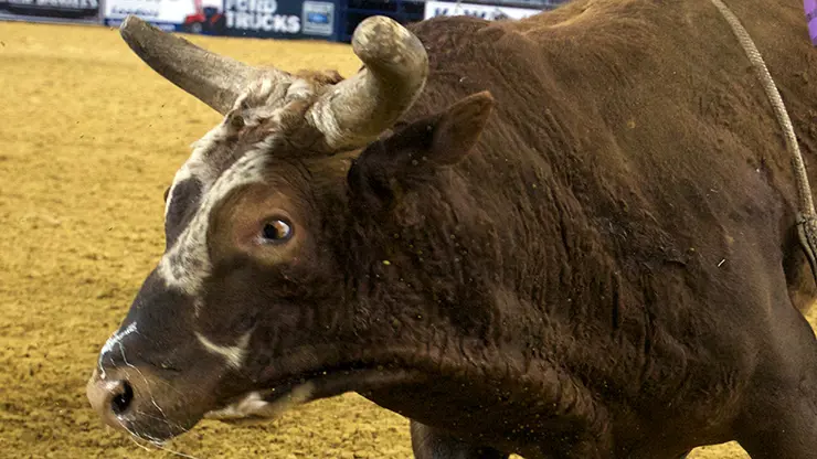 Harris to face Bushwacker in Bismarck 