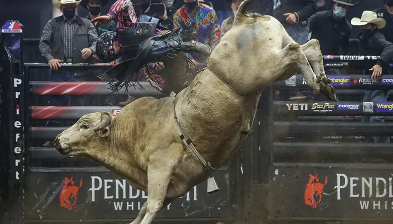 2021 in Review: PBR Canada's Top 5 bulls of the year
