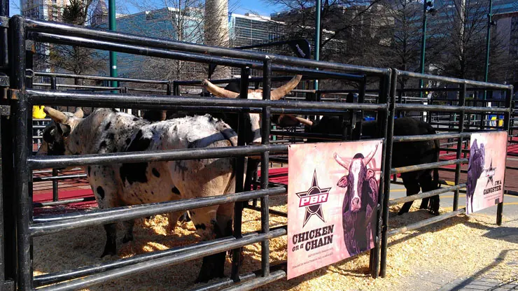 PBR bulls parade through Atlanta