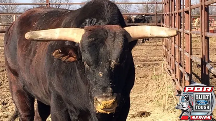 Berger acquires 2012 World Champion Asteroid; bull to debut in St. Louis