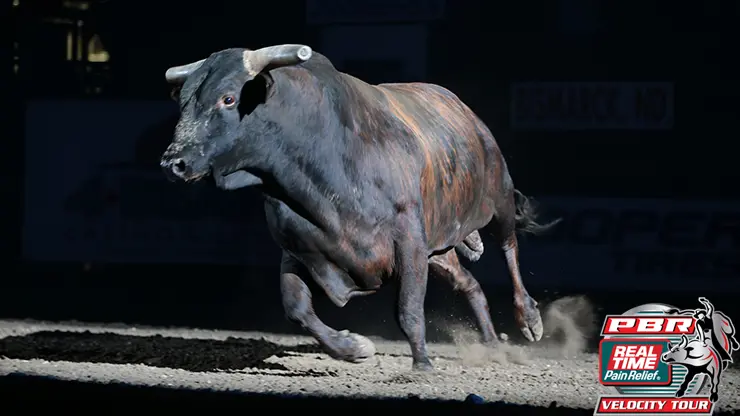 2012 World Champion Asteroid continues to dominate PBR’s best