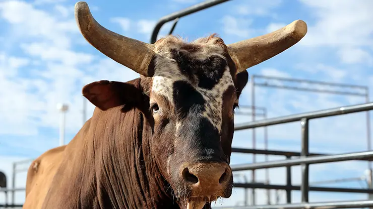 Bushwacker to retire after 2014 BFTS season