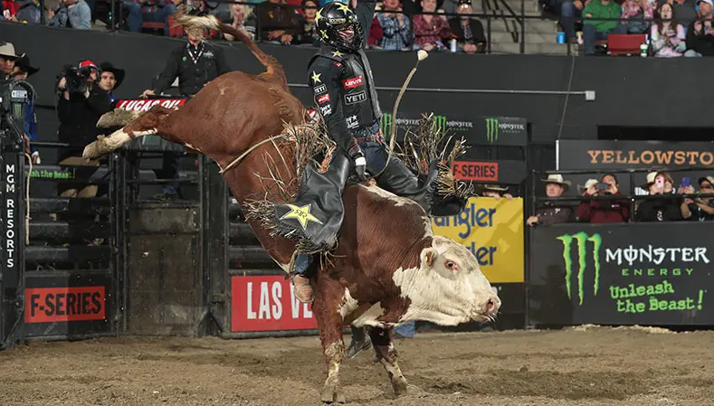 Five Vold Rodeo bulls ready for trip stateside to buck on the elite Unleash The Beast