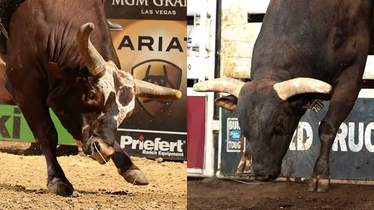 2014 PBR World Champion Bull contenders announced