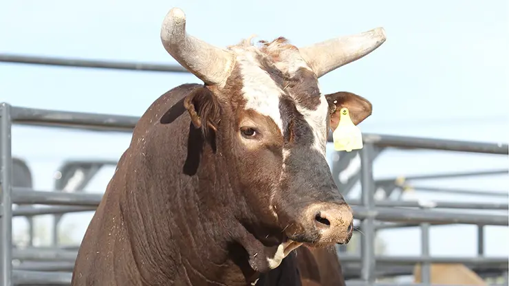 Behind the Chutes: Louisville